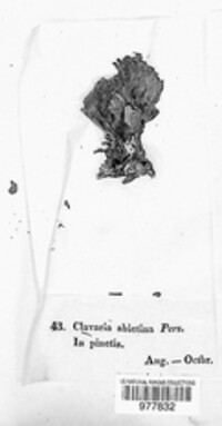 Clavaria abietina image
